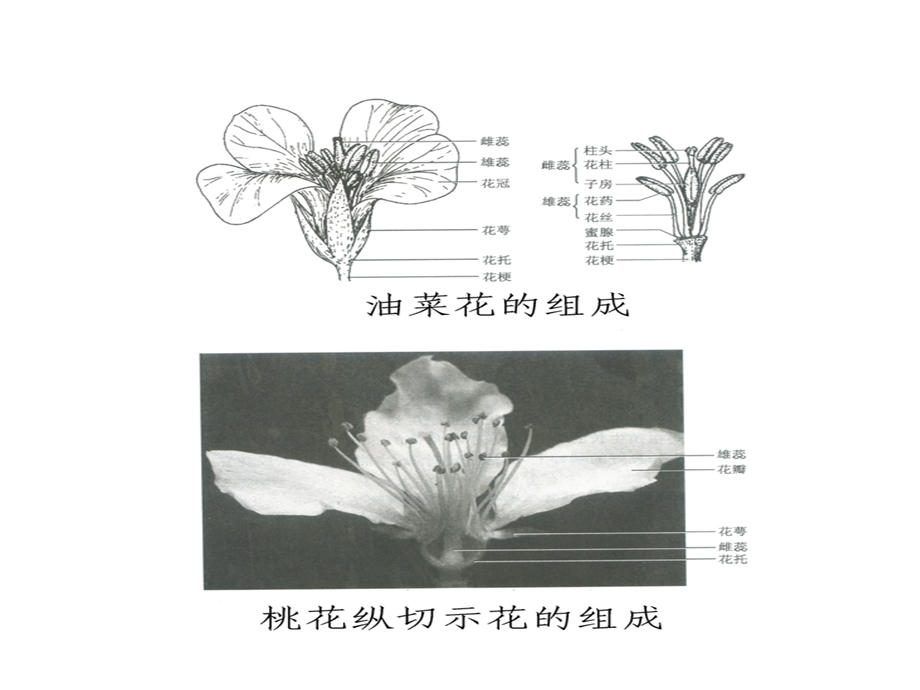 《花朵结构图片》PPT课件.ppt_第1页