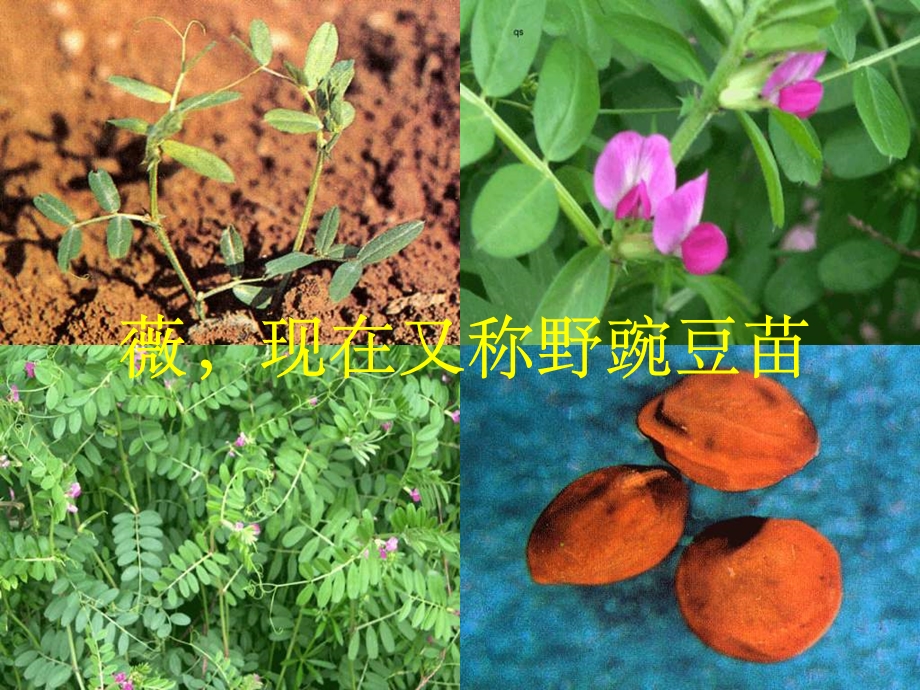 《高一语文采薇》PPT课件.ppt_第3页