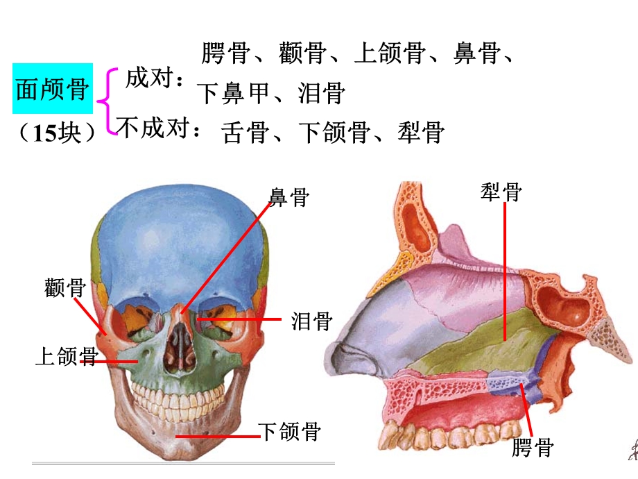 《颅骨和附肢骨》PPT课件.ppt_第2页