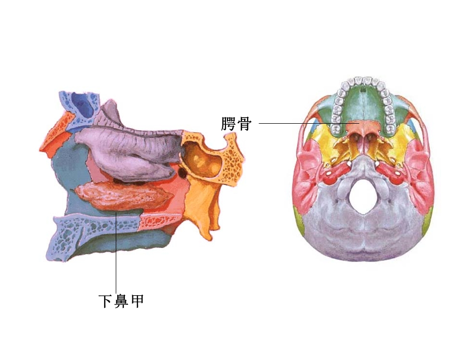 《颅骨和附肢骨》PPT课件.ppt_第3页