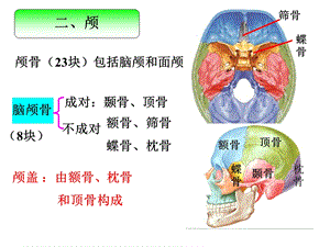 《颅骨和附肢骨》PPT课件.ppt