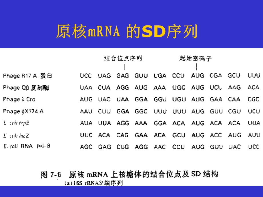 《转录后加工》PPT课件.ppt_第3页