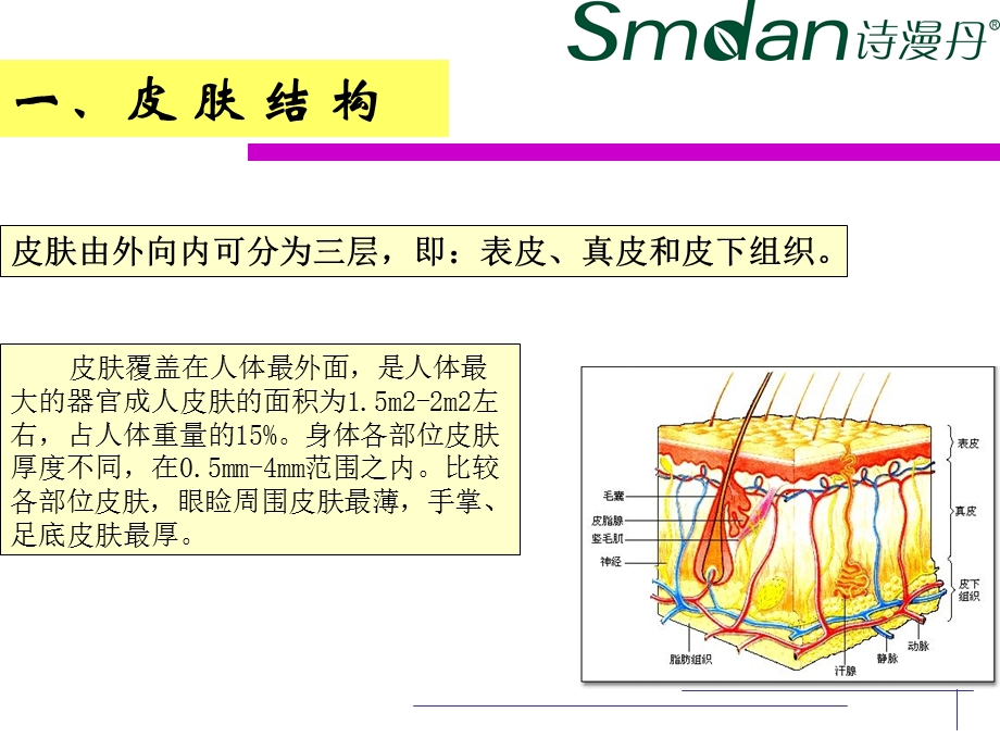 《诗漫丹皮肤》PPT课件.ppt_第2页