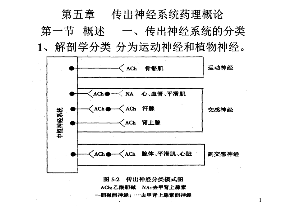 传出神经系统药理概论课件.ppt_第1页