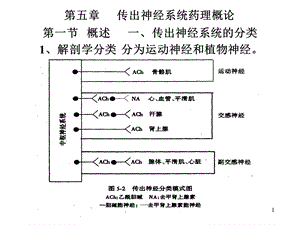 传出神经系统药理概论课件.ppt