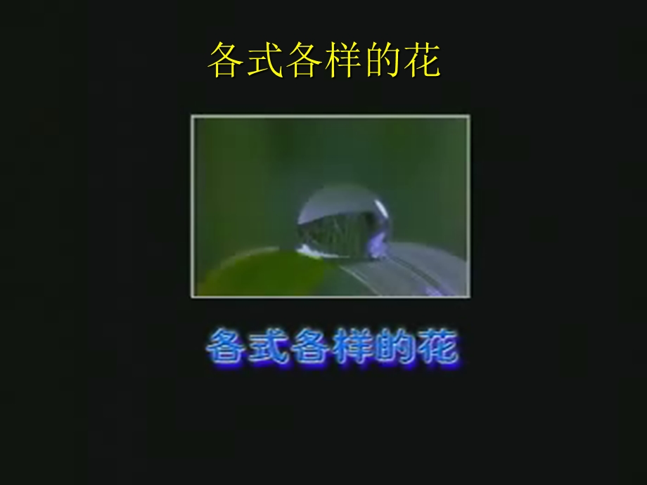 《各式各样的花》PPT课件.ppt_第1页