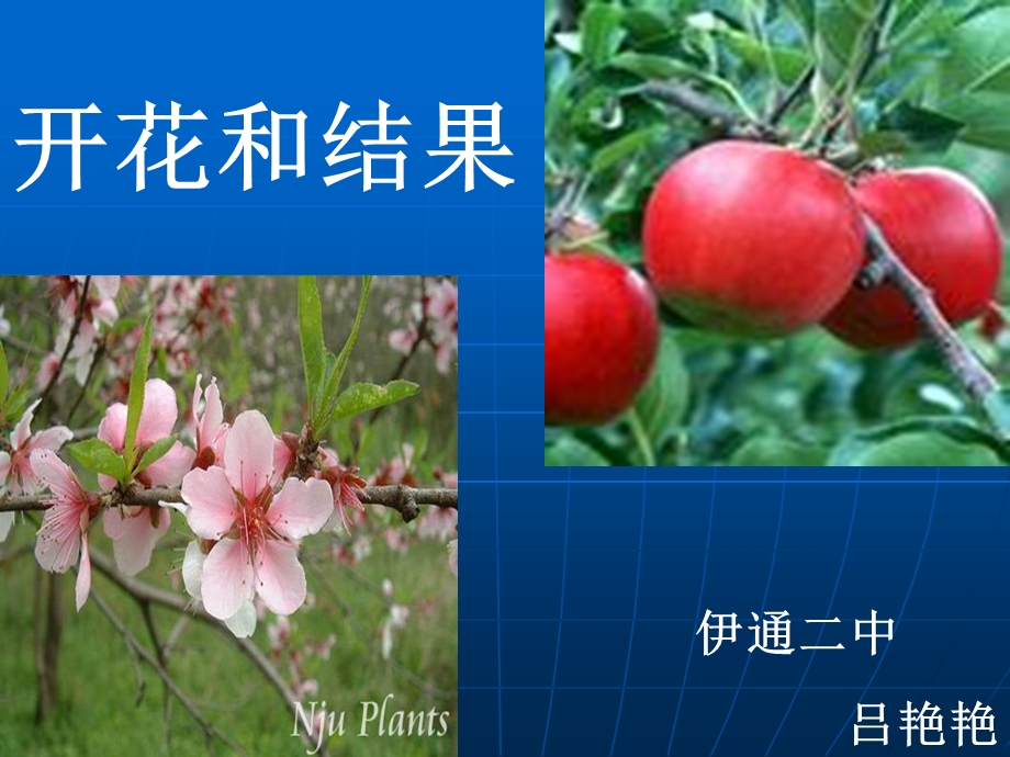 《各式各样的花》PPT课件.ppt_第2页