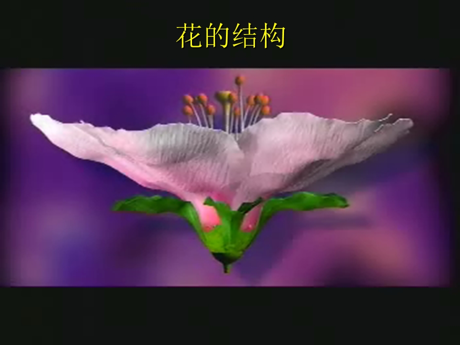 《各式各样的花》PPT课件.ppt_第3页