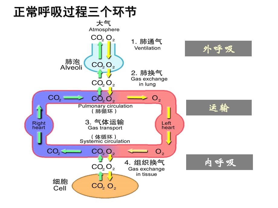 呼吸衰竭无创或有创的呼吸支持.ppt_第2页