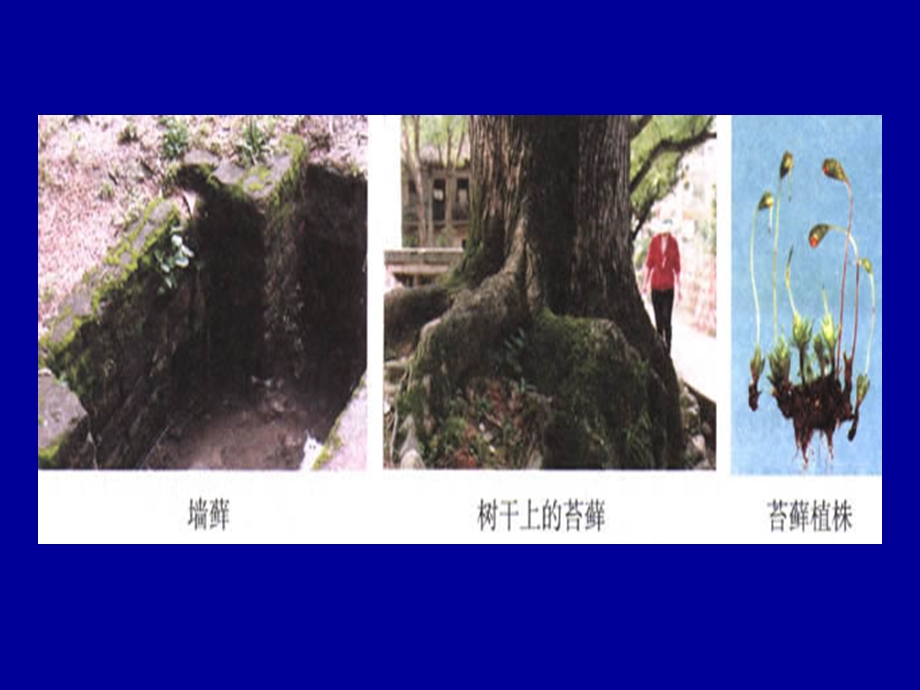 《药物植物苔藓》PPT课件.ppt_第2页