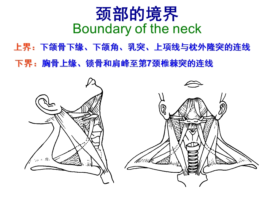 《颈前区舌骨上区》PPT课件.ppt_第3页