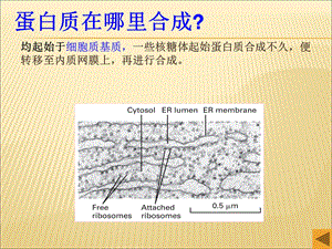 《蛋白质的分选》PPT课件.ppt