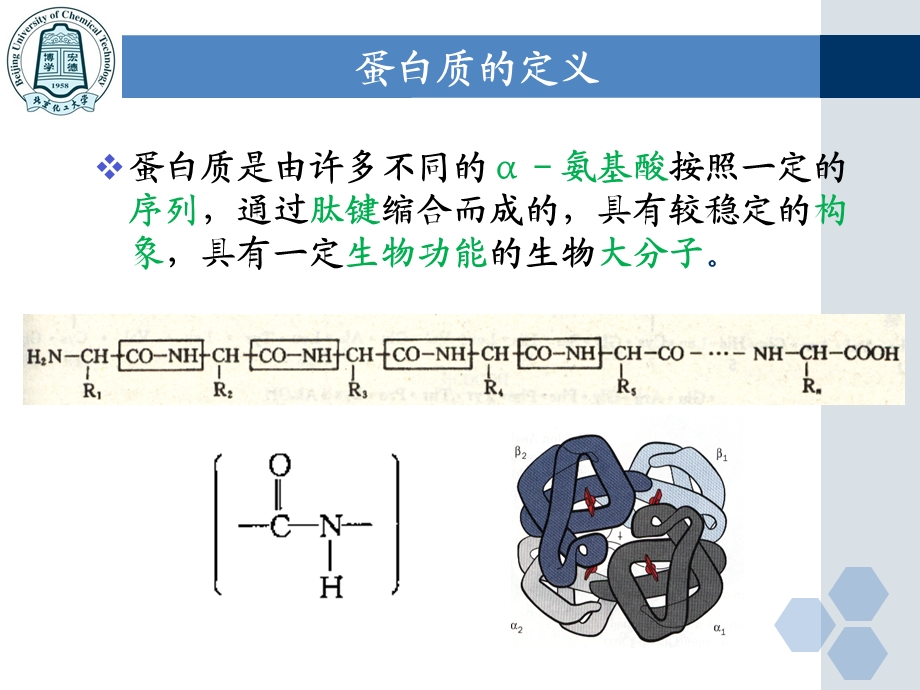 《蛋白质化学上》PPT课件.ppt_第3页