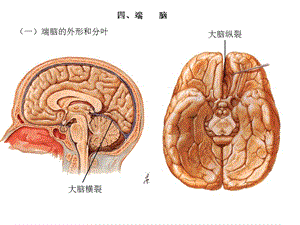 端脑ppt课件.ppt