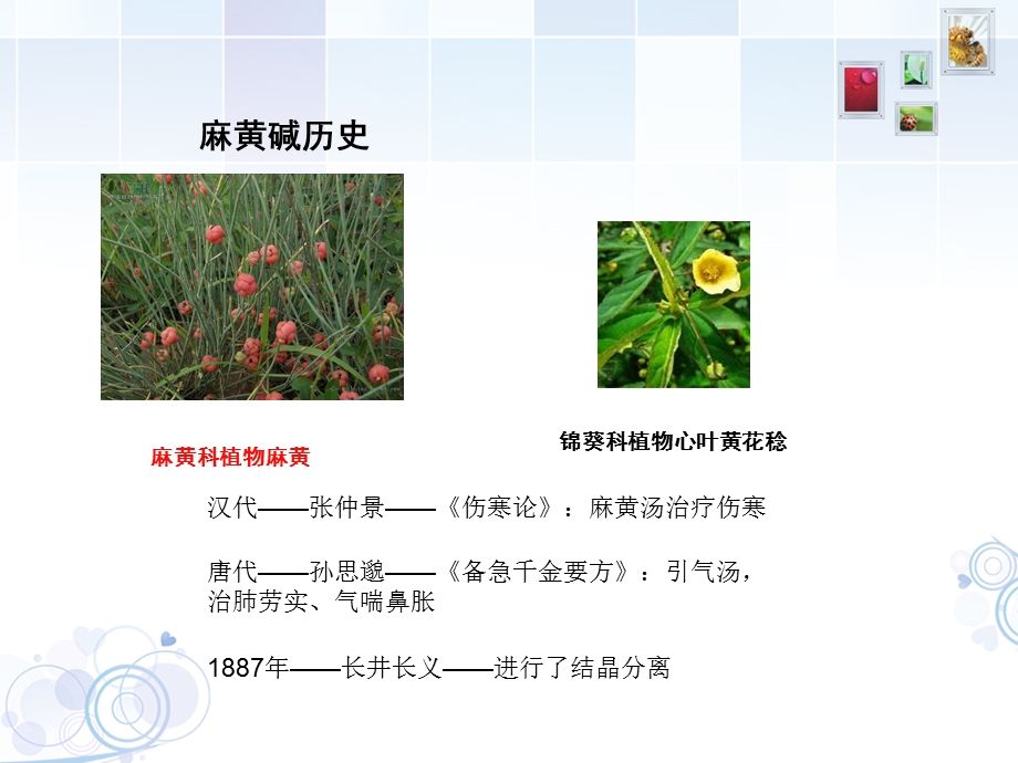 《麻黄碱的简单介绍》PPT课件.ppt_第2页