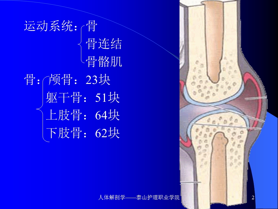 《躯干骨颅骨》PPT课件.ppt_第2页