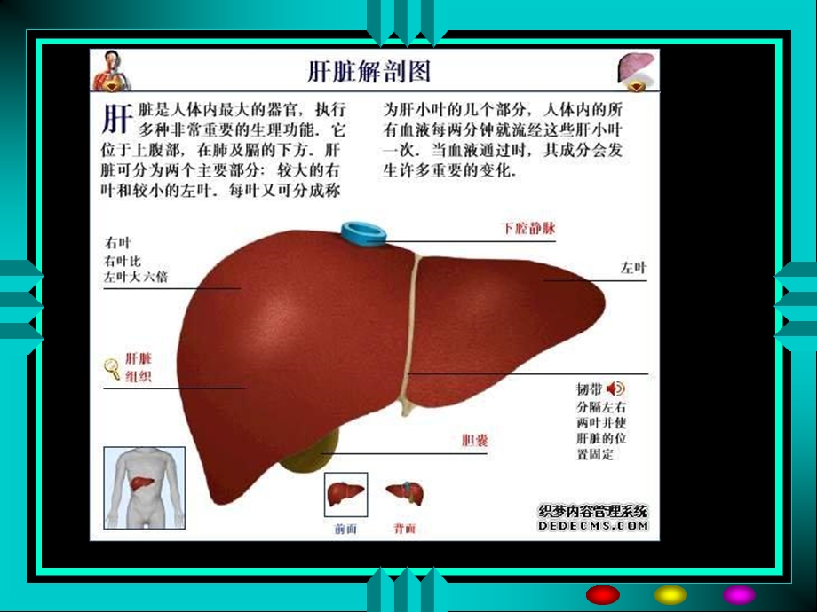 《麻醉与肝脏》PPT课件.ppt_第3页