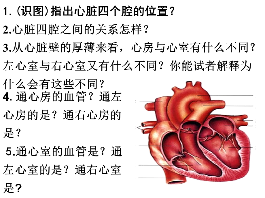 《血液循环途径》PPT课件.ppt_第2页