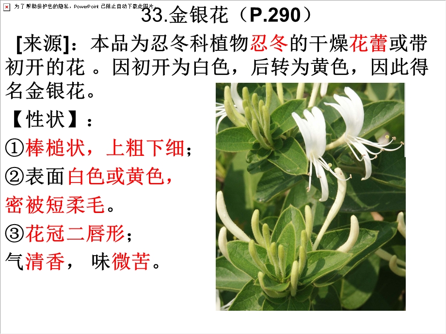 《金银花青蒿》PPT课件.ppt_第1页