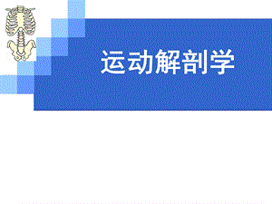 《运动解剖学》PPT课件.ppt