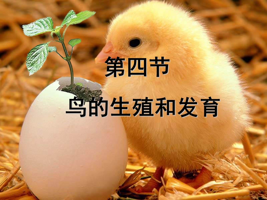 《鸡卵的结构》PPT课件.ppt_第1页