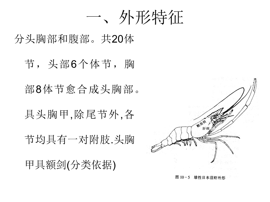 动物学课件——甲壳纲.ppt_第2页