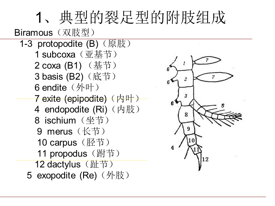 动物学课件——甲壳纲.ppt_第3页