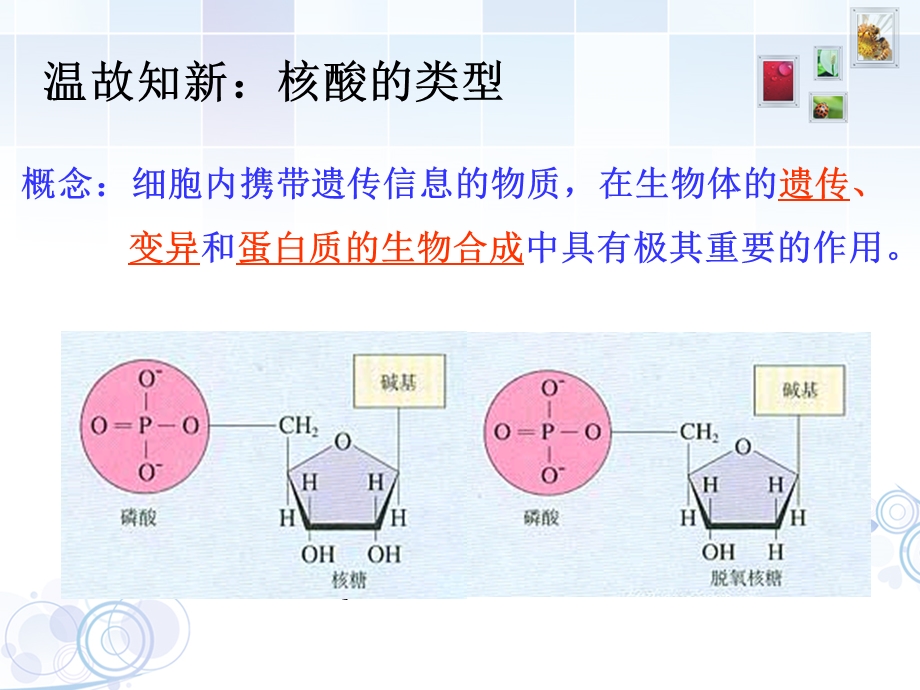 选三专题一 基因工程.ppt_第3页