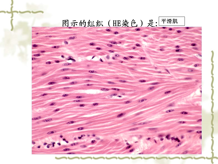 《组胚实验课复习》PPT课件.ppt_第1页