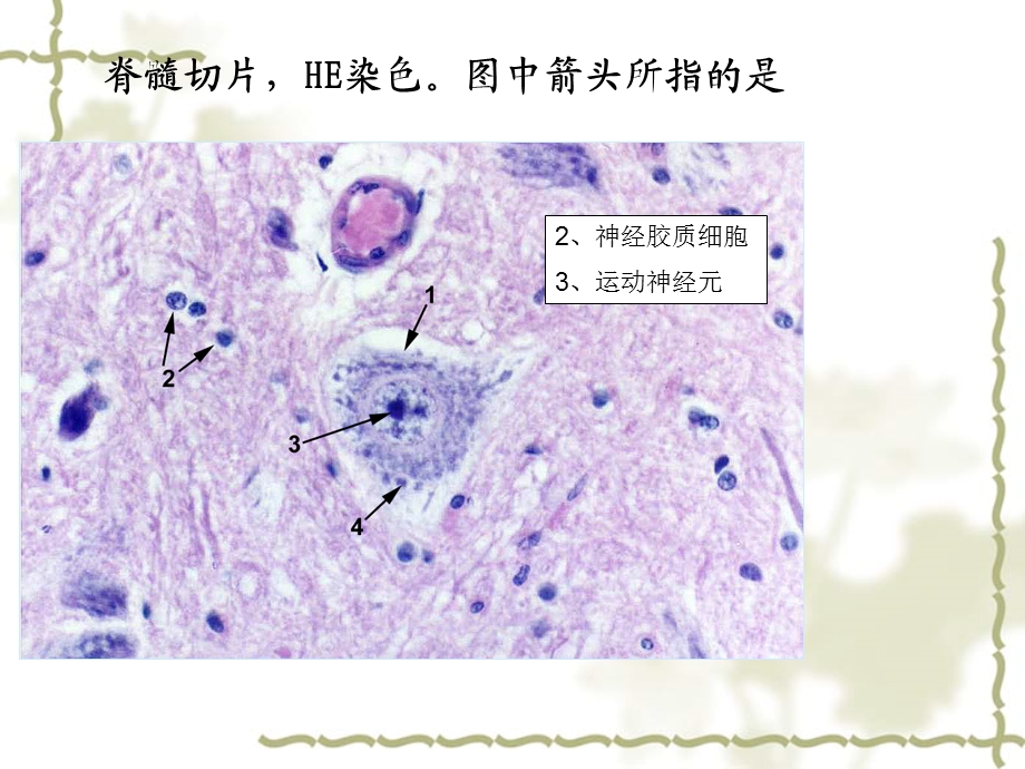 《组胚实验课复习》PPT课件.ppt_第2页