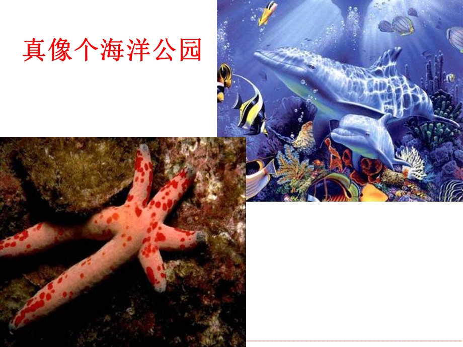 《海洋生物美术》PPT课件.ppt_第3页