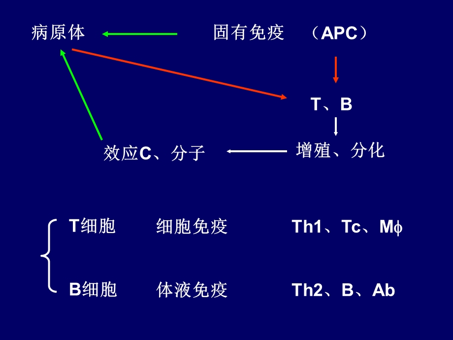 《适应免疫应答》PPT课件.ppt_第2页