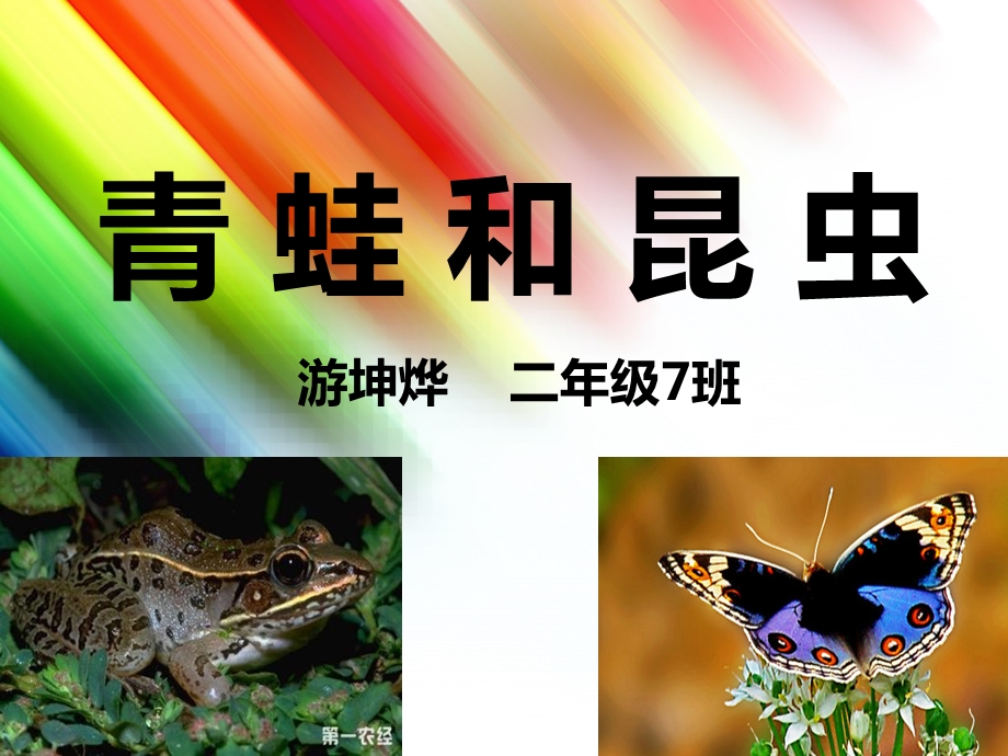 《青蛙和昆虫》PPT课件.ppt_第1页