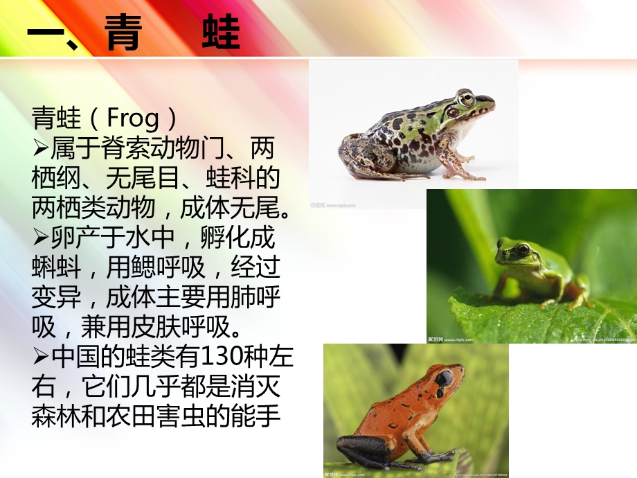 《青蛙和昆虫》PPT课件.ppt_第3页