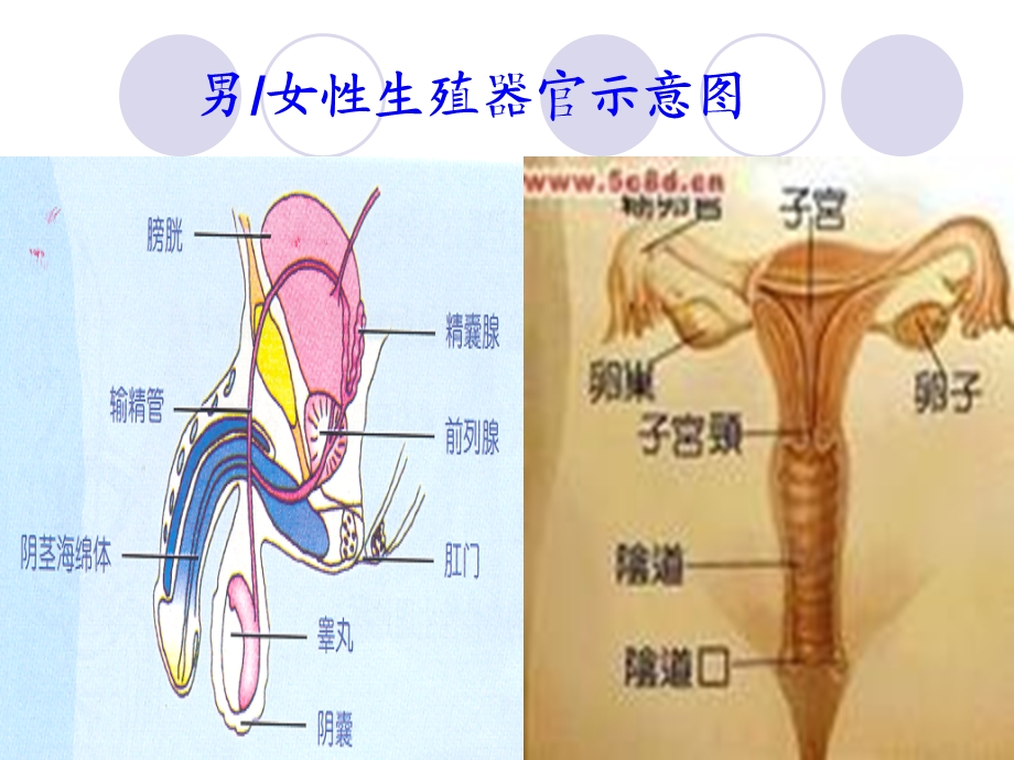 《防止意外怀孕》PPT课件.ppt_第2页