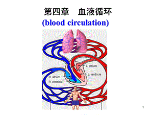 《血液循环剖析》PPT课件.ppt