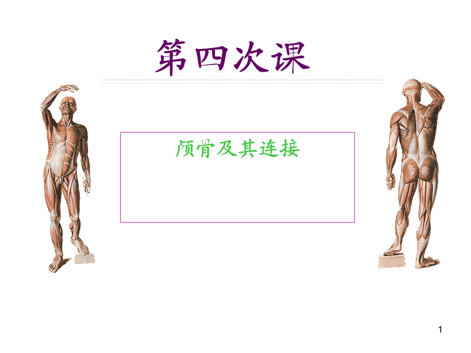 《颅骨及其连接》PPT课件.ppt_第1页