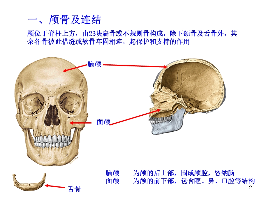 《颅骨及其连接》PPT课件.ppt_第2页