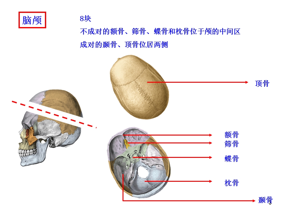 《颅骨及其连接》PPT课件.ppt_第3页