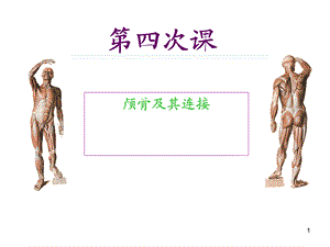 《颅骨及其连接》PPT课件.ppt