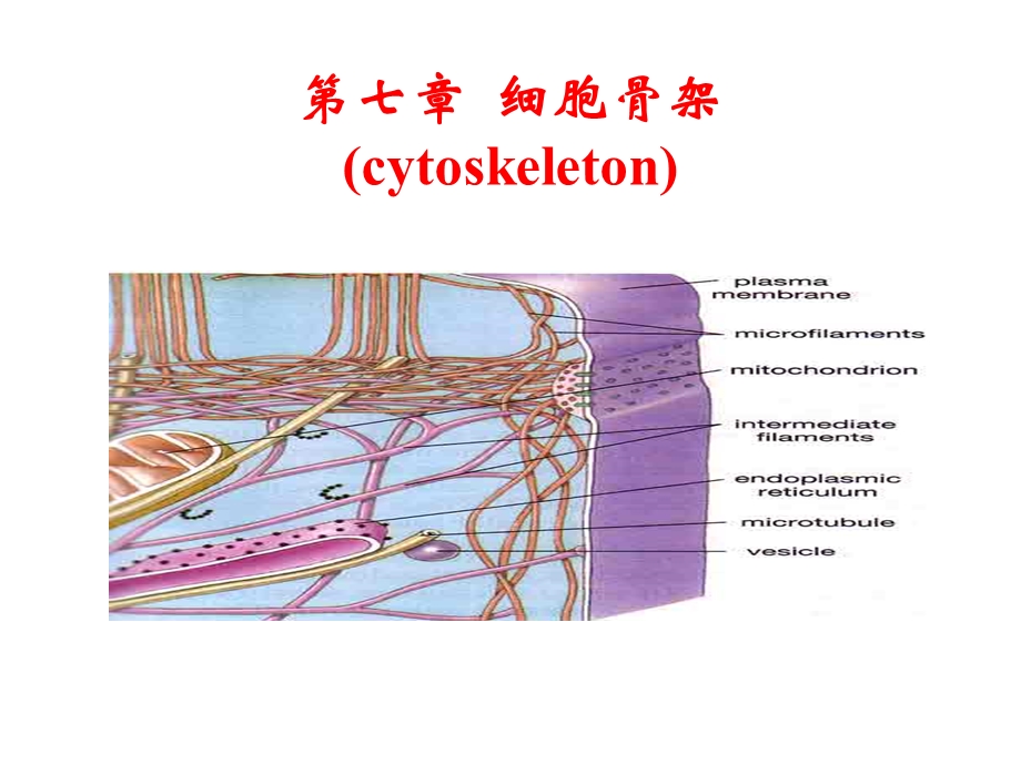 《细胞骨架整好》PPT课件.ppt_第1页