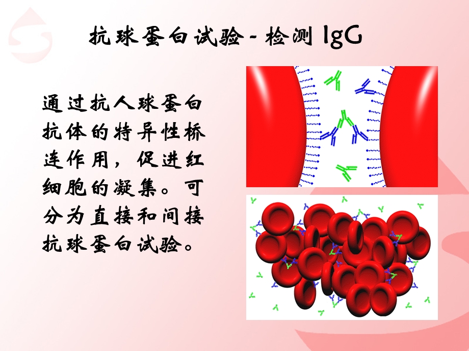 直抗阳性和免疫溶贫.ppt_第2页