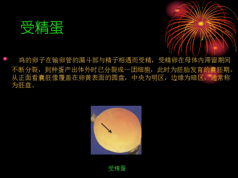 《鸡的胚胎发育》PPT课件.ppt_第3页