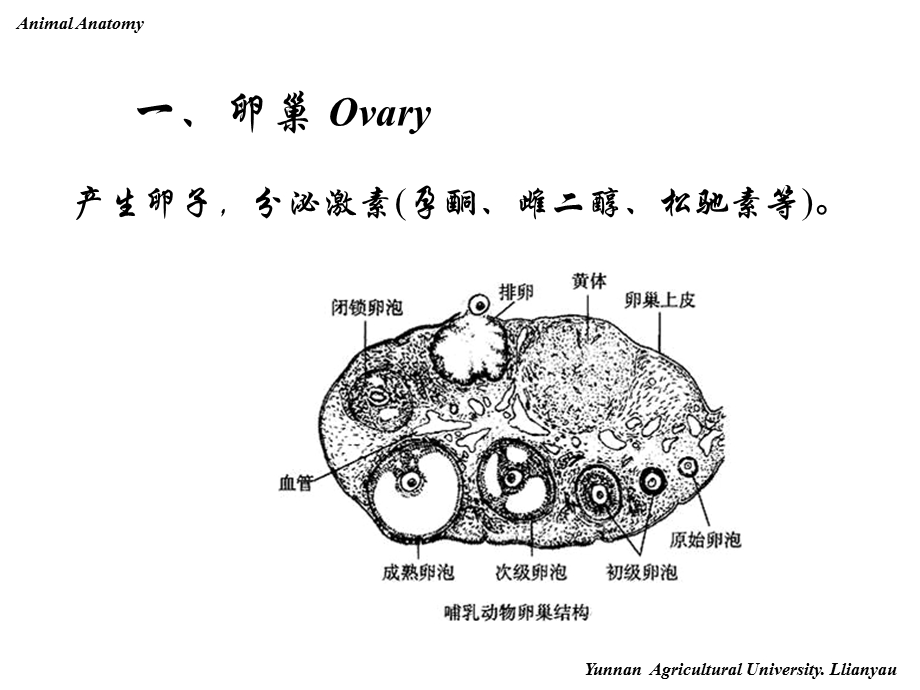 《雌性生殖系统》PPT课件.ppt_第3页