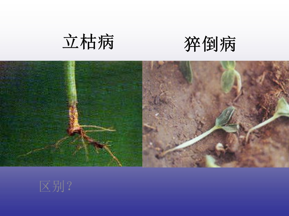 《黄瓜病虫害防治》PPT课件.ppt_第3页