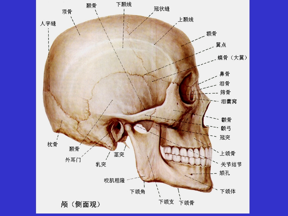 《颅骨与连结》PPT课件.ppt_第3页