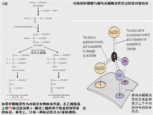 顺乌头酸酶活性位点表面有至少三个不对称分布的结合位点.ppt