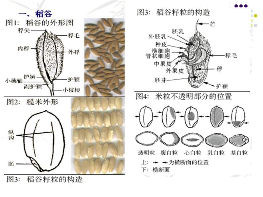 《粮油贮藏》PPT课件.ppt_第3页