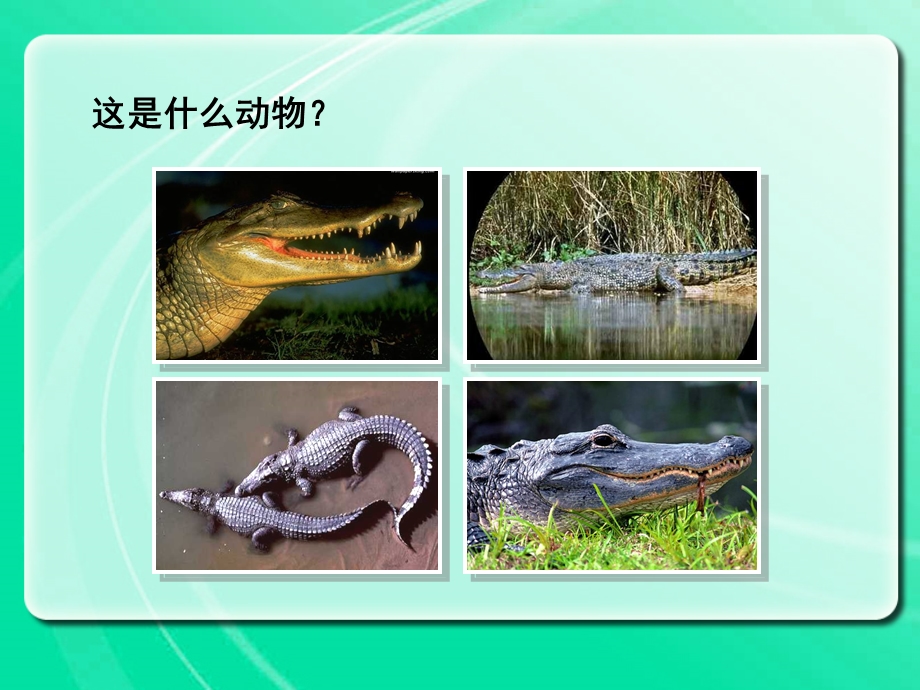 这是什么动物.ppt_第1页