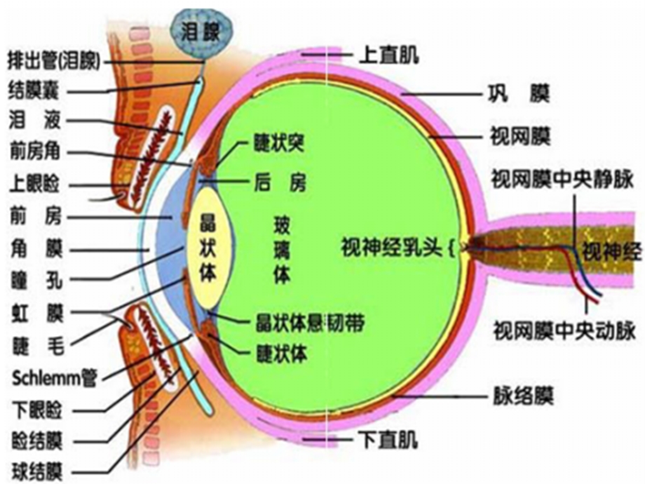 《角膜组织工程》PPT课件.ppt_第2页